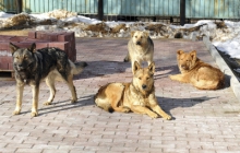 Профилактика бешенства    